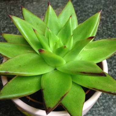 Echeveria 'Agavoides'