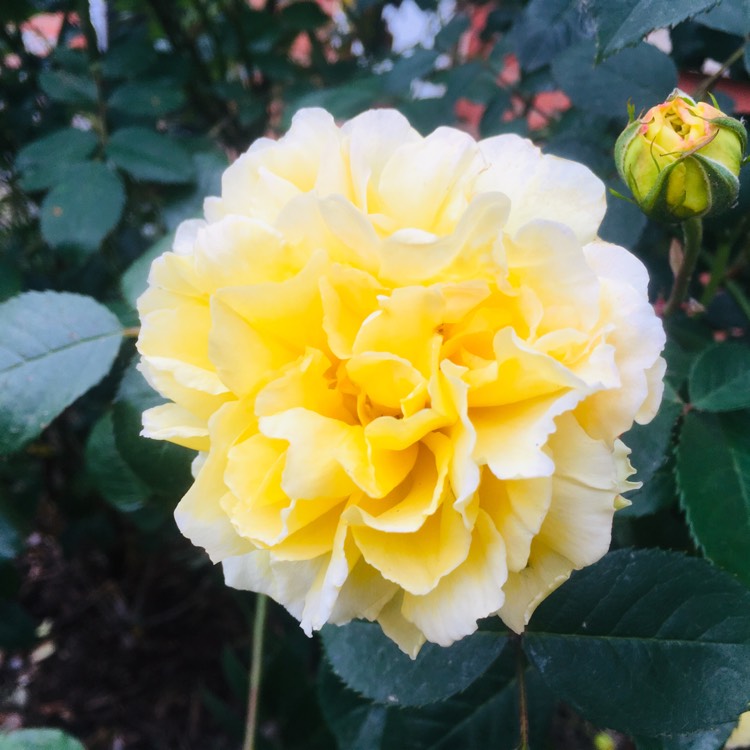 Plant image Rosa 'Molineux'