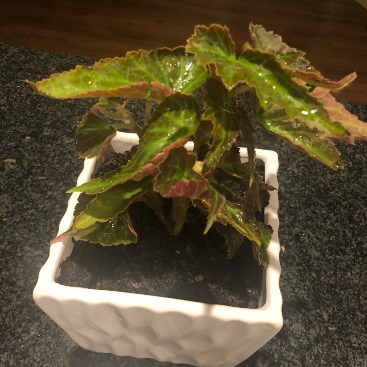 Plant image Begonia 'Medora'