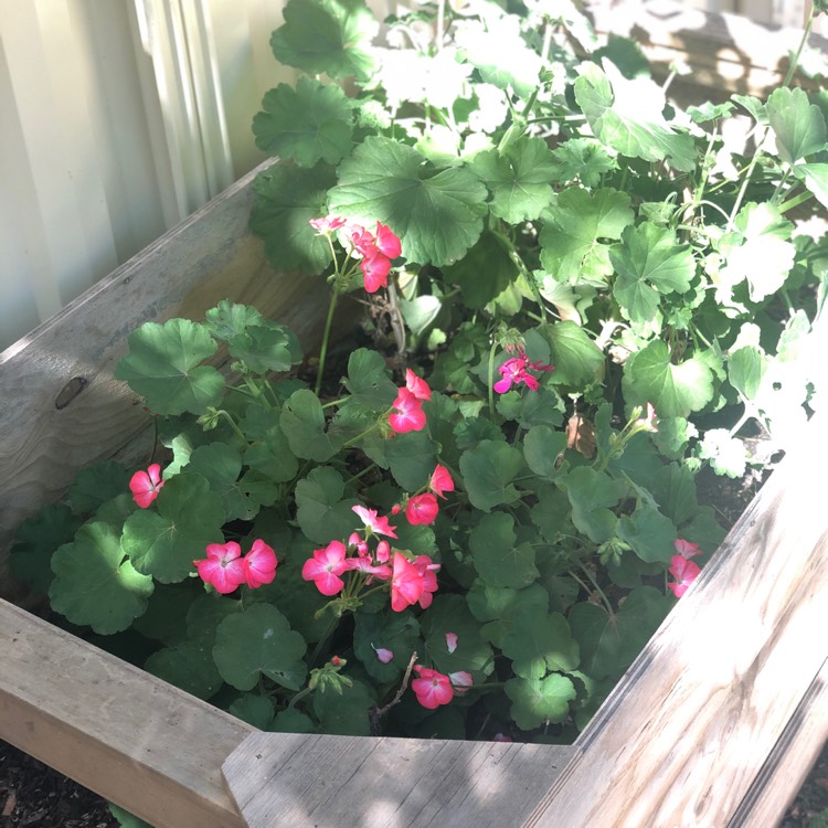 Plant image Geranium 'Elke'