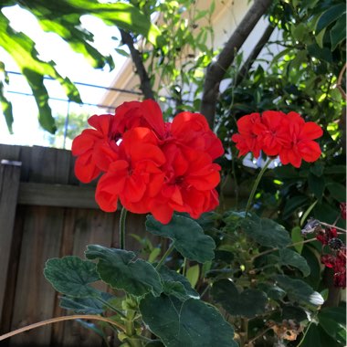 Pelargonium (Geranium)