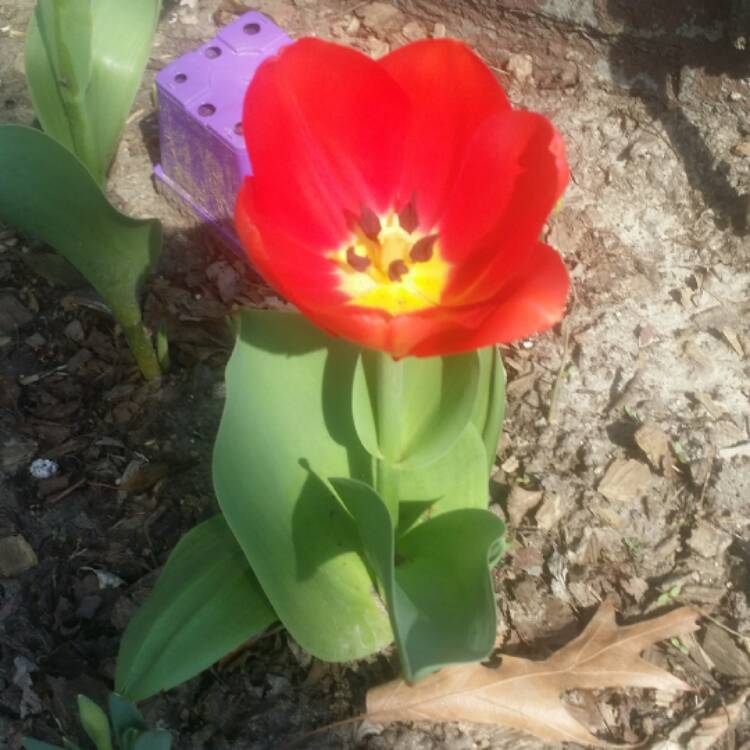 Plant image Tulipa 'Esperanto'