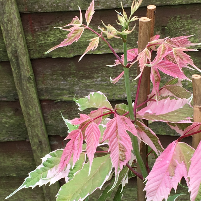 Plant image Acer Palmatum 'Beni-shidare Tricolor'