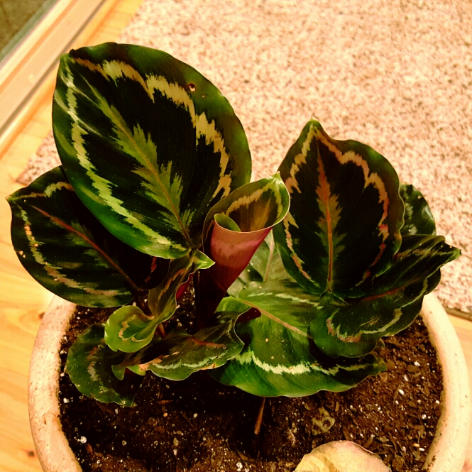 Plant image Calathea warscewiczii