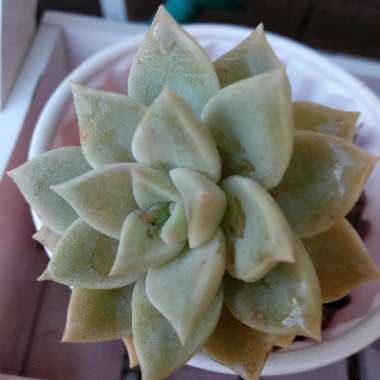 x Graptosedum Ghosty