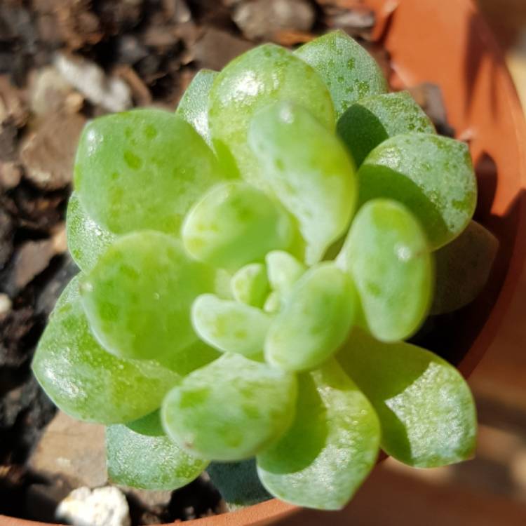 Plant image Echeveria Amoena