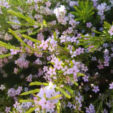 Confetti bush