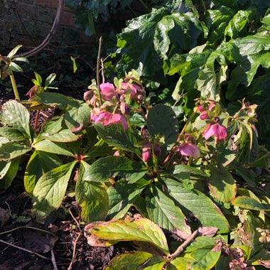 Hellebore (Species) Hybrid Hellebore