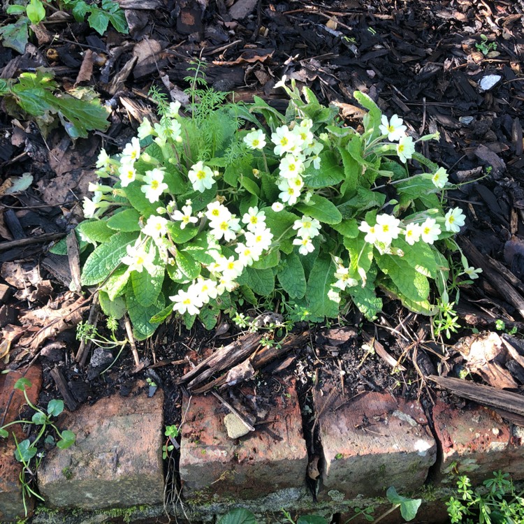 Plant image Primula acaulis 'Marli' series