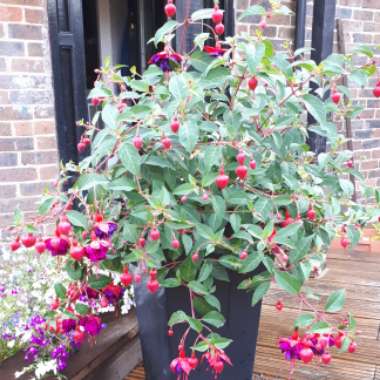 Fuchsia 'Dollar Princess'