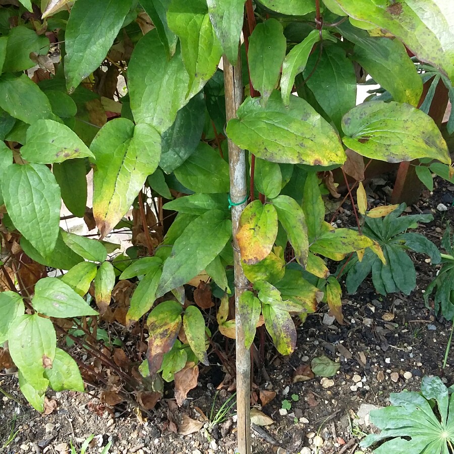 Clematis 'Jackmanii Superba'