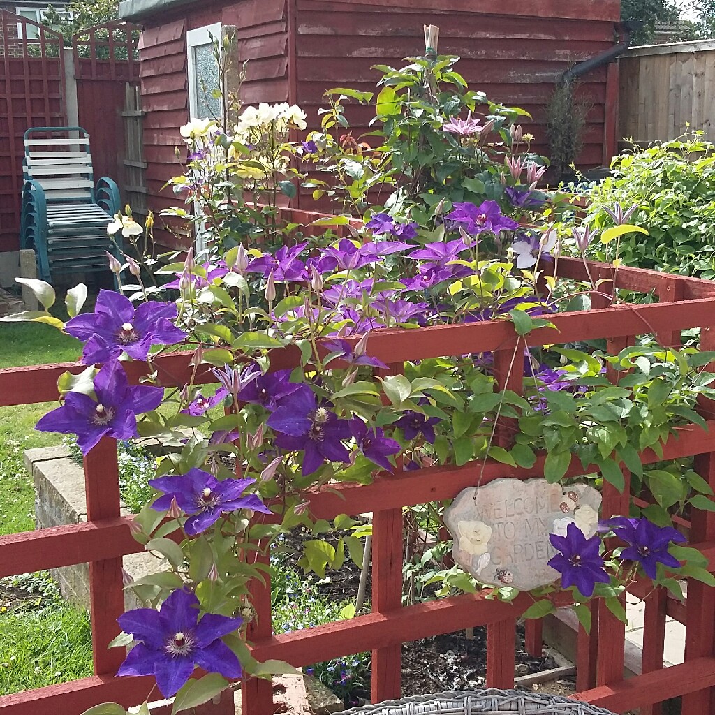 Clematis 'Jackmanii Superba'