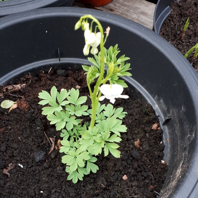 Plant image Dicentra formosa 'Aurora'