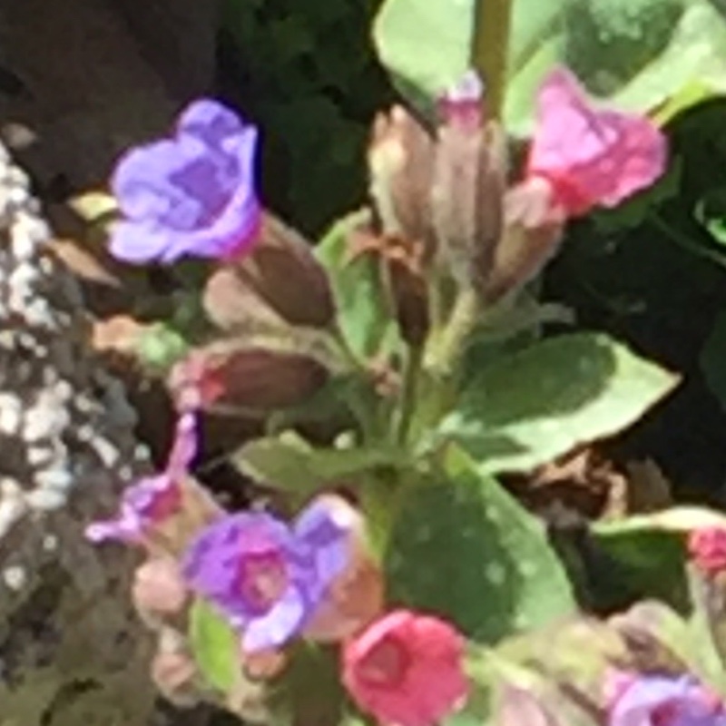 Lungwort 'Azurea'