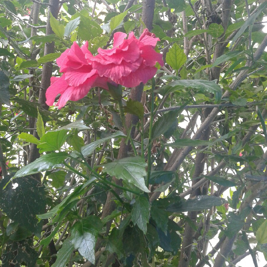 Plant image Hibiscus rosa-Sinensis 'Bimbos