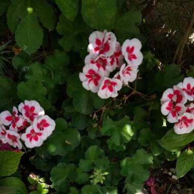 Pelargonium 'Flower Fairy White Splash' (Zonal)