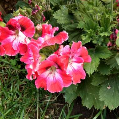 Rose Mallow