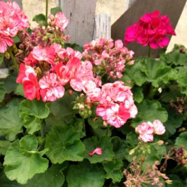 Cranesbill (Geranium)