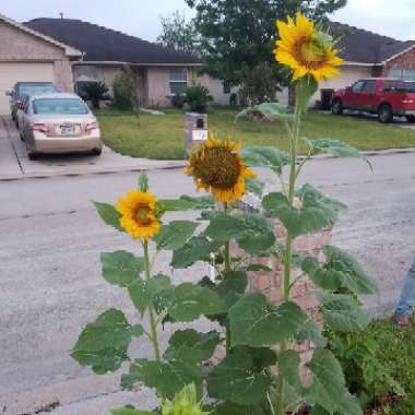 Sunflower 'Russian Mammoth'