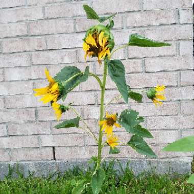 Perennial Sunflower 'Lemon Queen'