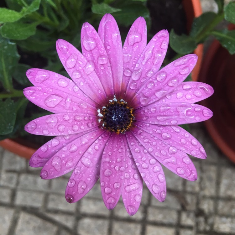 Plant image Osteospermum 'Cannington Roy'