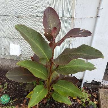 Canna 'Roi Humbert' syn. Canna 'Red King Humbert'