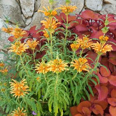 Leonotis