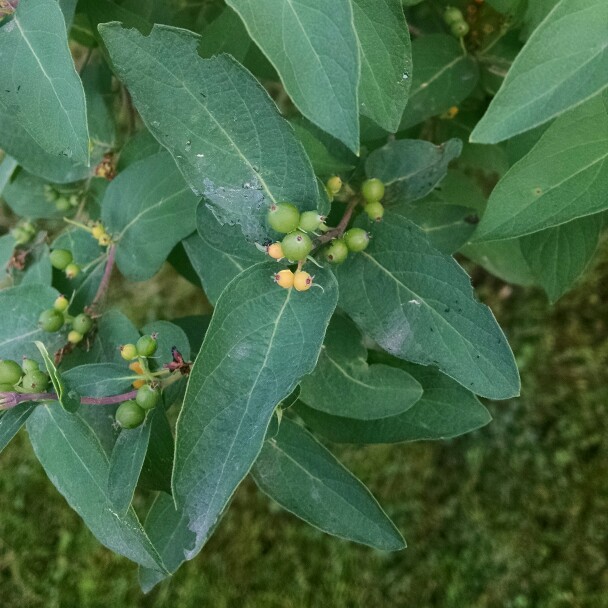 Plant image Lonicera tatarica