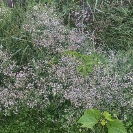 Plant image Gypsophila repens 'Rosea Schonheit'