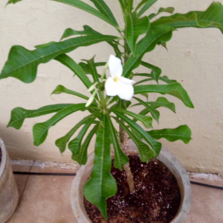 Plant image Plumeria pudica 'Golden Arrow'