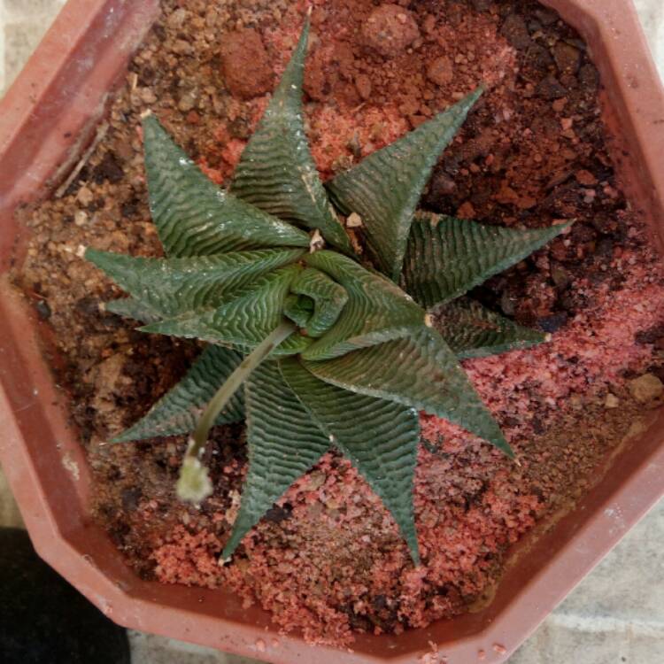 Plant image Haworthiopsis limifolia 'Spider White' syn. Haworthia limifolia 'Spider White'