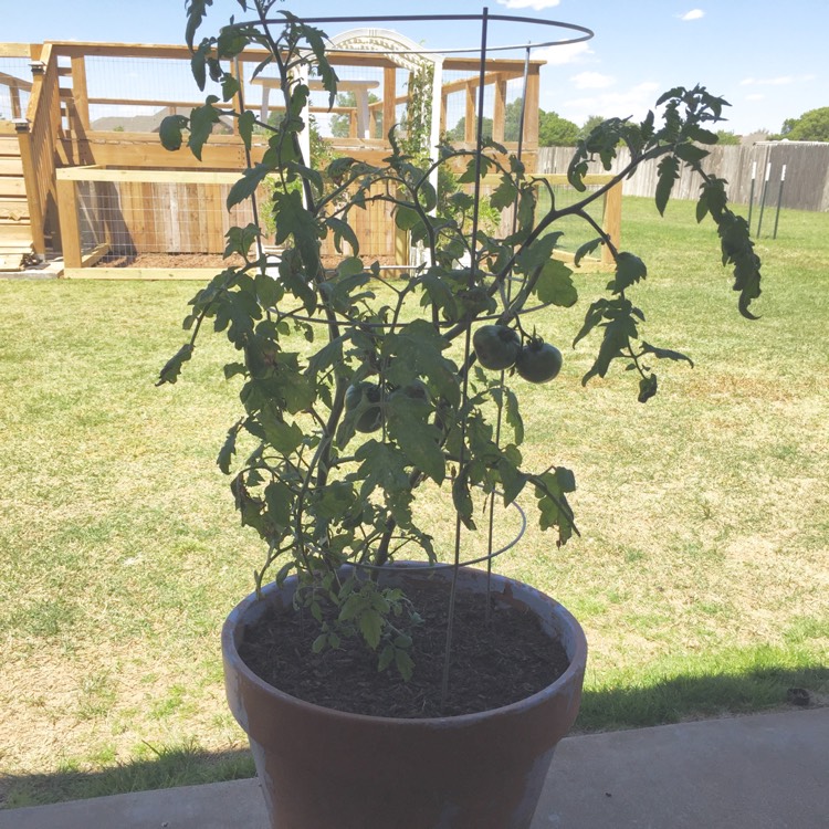 Plant image Solanum lycopersicum 'Better Boy'