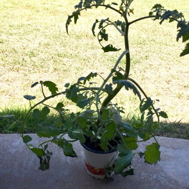 Tomato 'Cherry Sweet Bite' (Cherry Tomato)