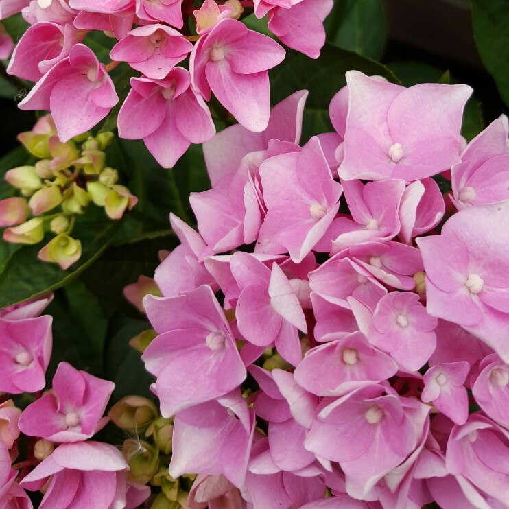 Hydrangea 'Endless Summer'