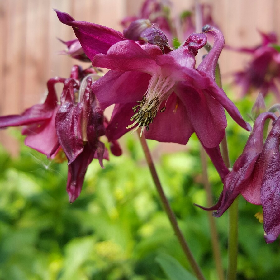 Aquilegia