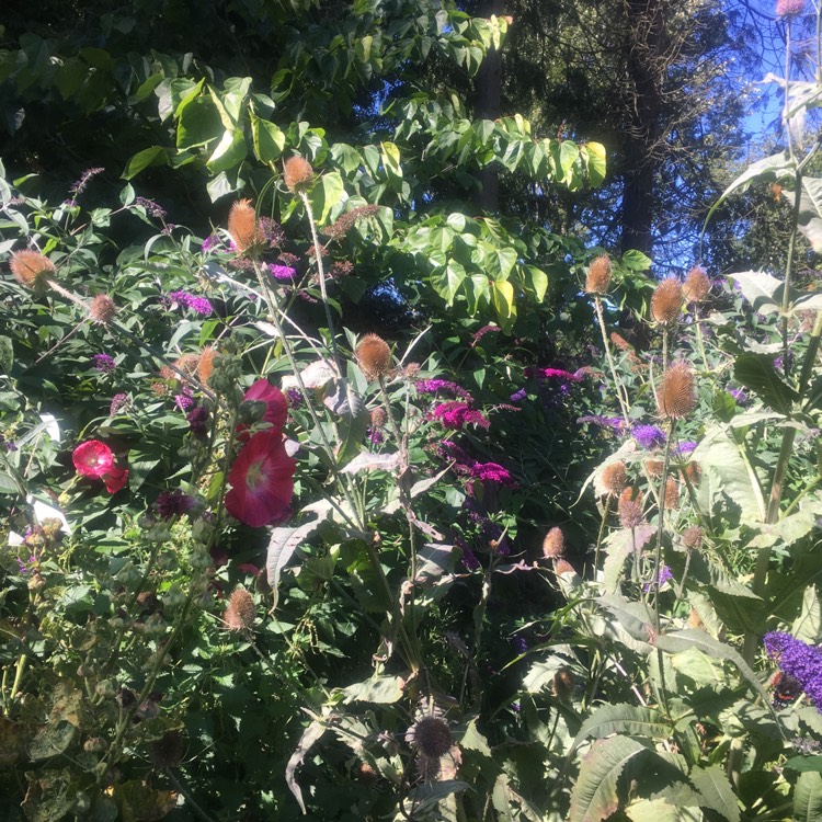 Plant image Buddleja davidii 'Tobudvelve' (Buzz Series) syn. Buddleja davidii 'Buzz Velvet'