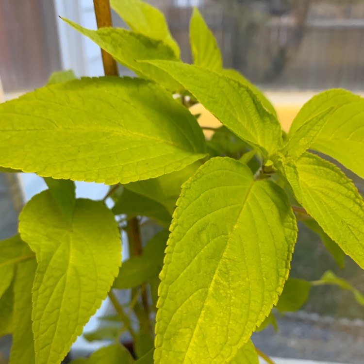 Plant image Salvia elegans 'Golden Delicious'