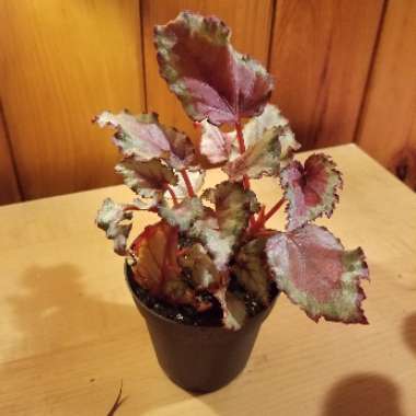 Rex Begonia