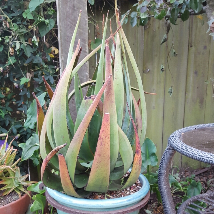 Plant image Aloe Striatula