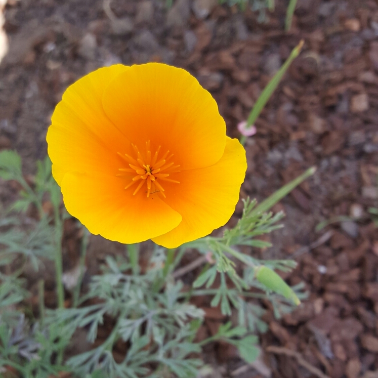 Plant image Eschscholzia californica 'Orange King'