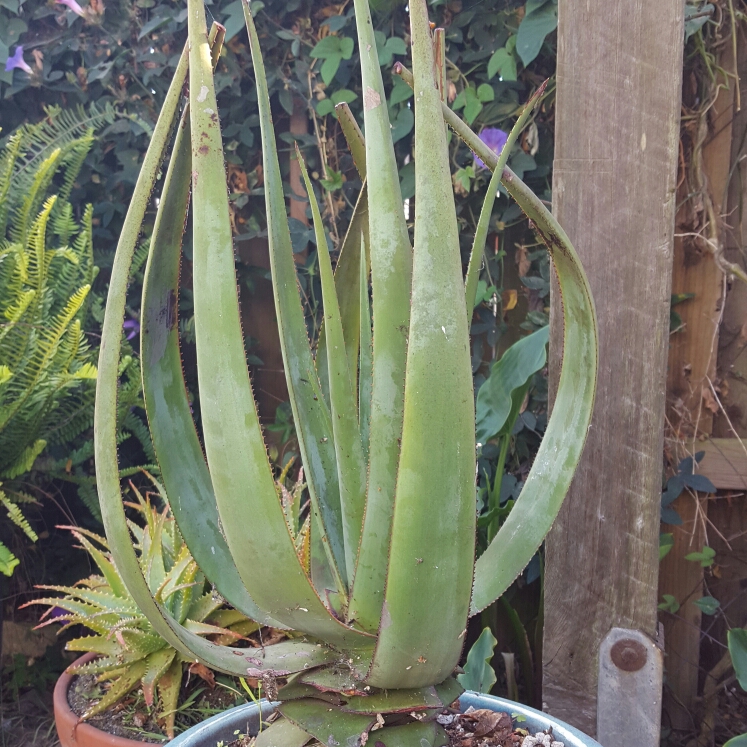 Plant image Aloe Striatula