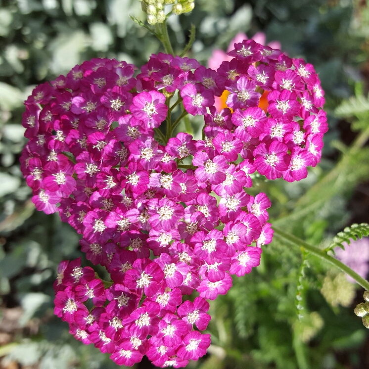 Plant image Achillea filipendulina