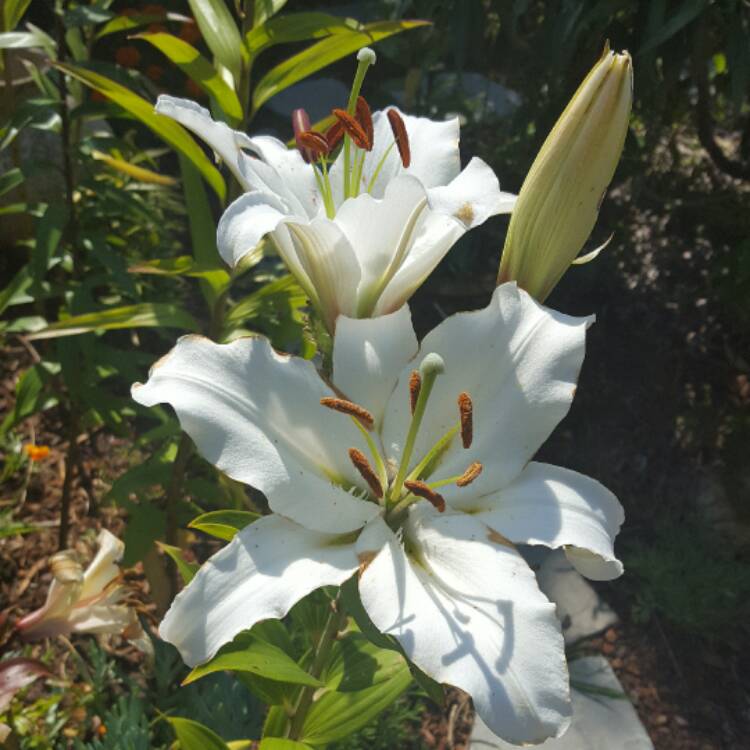 Plant image Lilium 'Rexona'