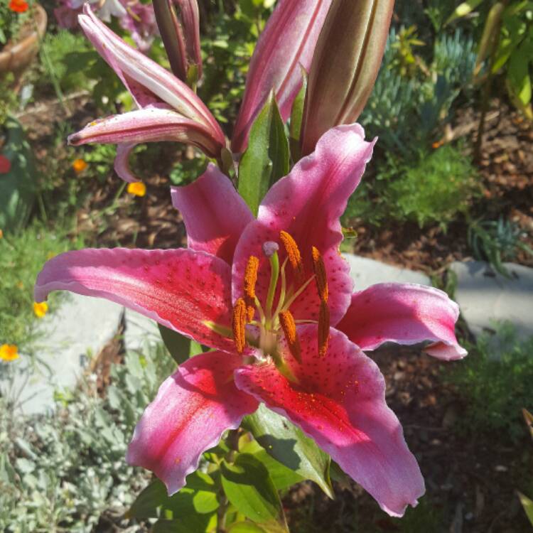 Plant image Lilium 'Purple Prince'