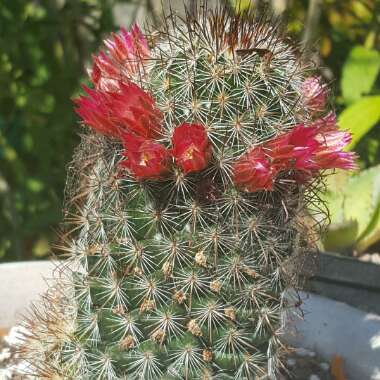 Old Lady Cactus