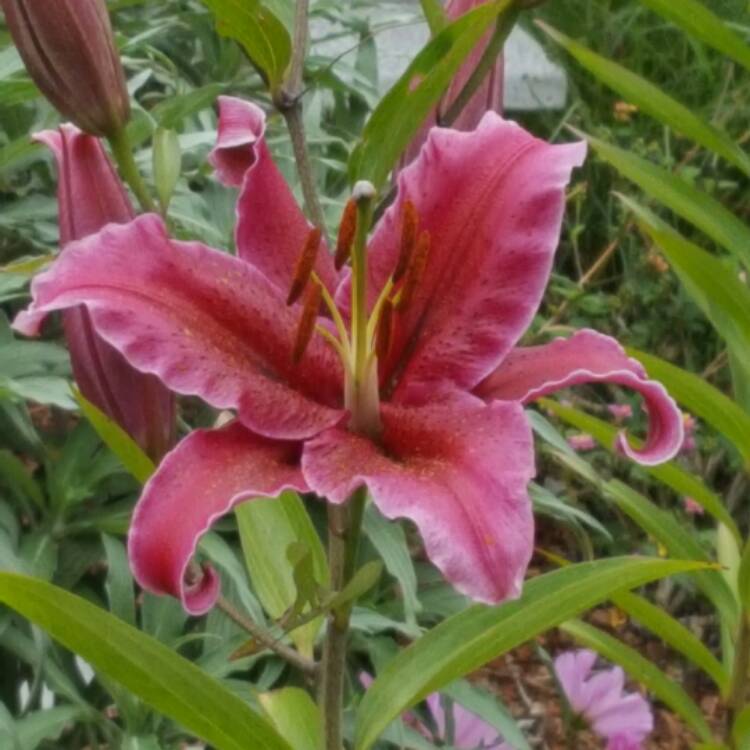 Plant image Lilium 'Purple Prince'