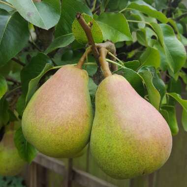 Pear 'Doyenne du Comice'