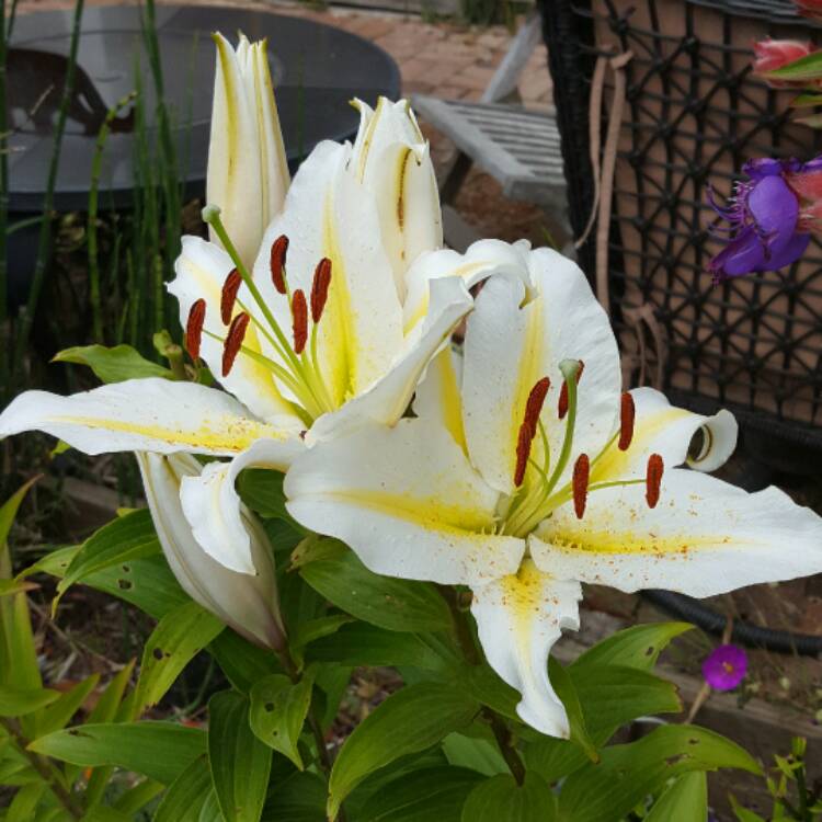 Plant image Lilium 'Bright Star'