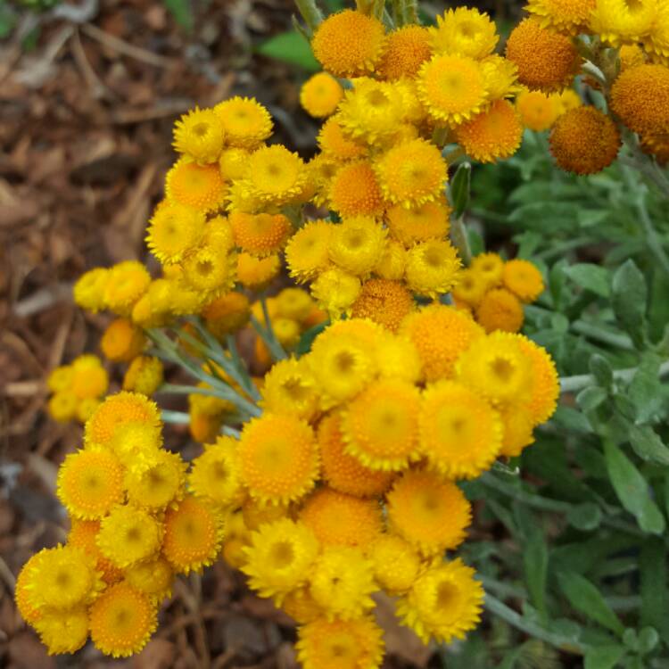 Plant image Chrysocephalum apiculatum