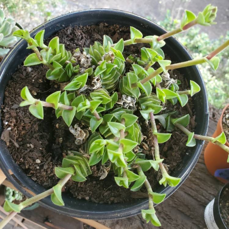 Plant image Callisia navicularis syn. Tradescantia navicularis ; Phyodina navicularis